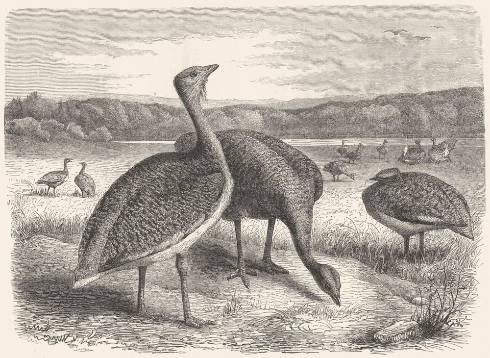 BIRDS. Stilt-Walker. Bustard c1870 old antique vintage print picture
